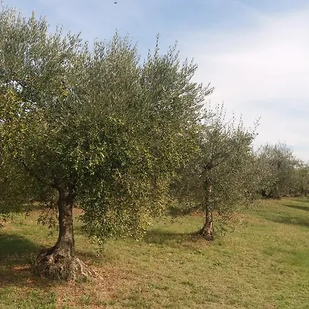 팜스테이 Casa Del Nonno Bingheri 코르토나