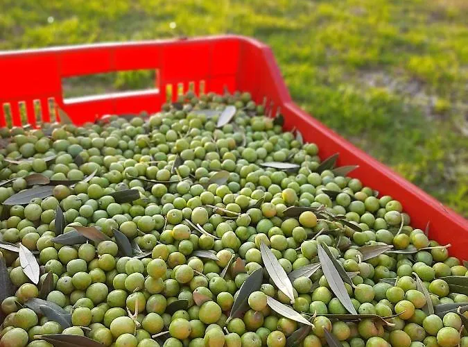 Alloggio per agriturismo Casa Del Nonno Bingheri Cortona