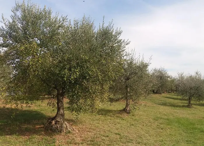 Alloggio per agriturismo Casa Del Nonno Bingheri Cortona